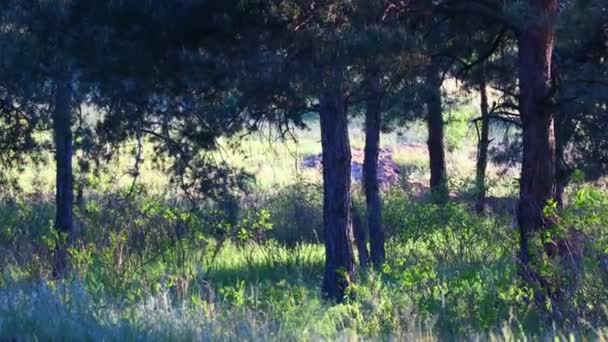 Waldlandschaft Altwald Bäume Gegen Den Himmel Naturlandschaft Sonnenuntergang Wald Sonnenstrahlen — Stockvideo