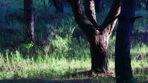 Paisagem Florestal Velha Floresta Árvores Contra Céu Paisagem Natural Amanhecer — Vídeo de Stock