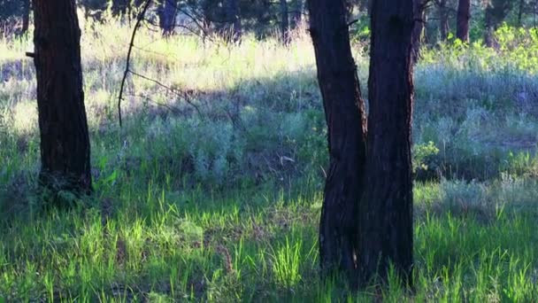 Boslandschap Oud Bos Bomen Tegen Hemel Natuurlijk Landschap Zonsondergang Het — Stockvideo