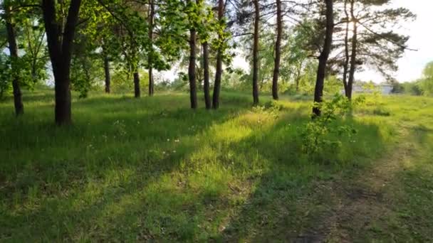 森の風景 古い森だ 空に対する木 自然の風景 森の中の日没の夜明け 太陽が木々の間を照りつける 木の枝 — ストック動画