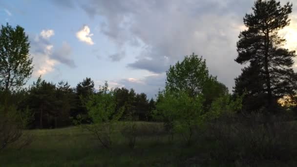 Paisagem Florestal Velha Floresta Árvores Contra Céu Paisagem Natural Amanhecer — Vídeo de Stock