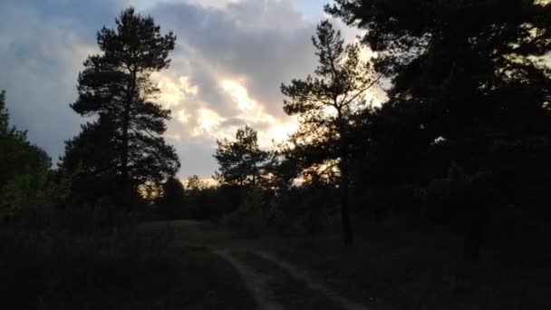 Paisagem Florestal Velha Floresta Árvores Contra Céu Paisagem Natural Amanhecer — Vídeo de Stock