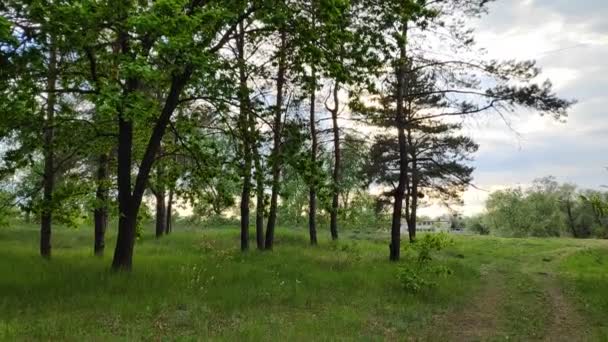 Skoglandskap Gammel Skog Trær Mot Himmelen Naturlandskap Solnedgang Skogen Solstråler – stockvideo
