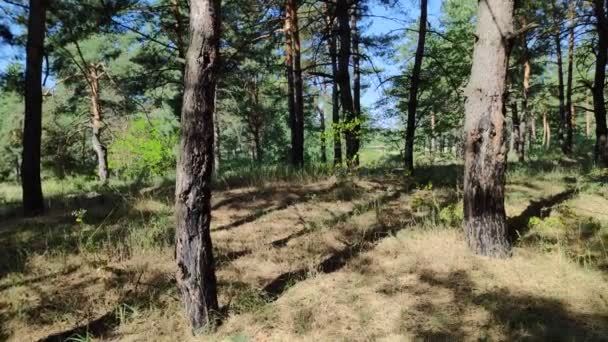 Skogslandskap Gammal Skog Träd Mot Himlen Naturlandskap Solnedgång Gryning Skogen — Stockvideo