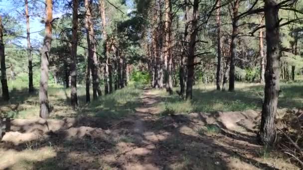 Waldlandschaft Altwald Bäume Gegen Den Himmel Naturlandschaft Sonnenuntergang Wald Sonnenstrahlen — Stockvideo
