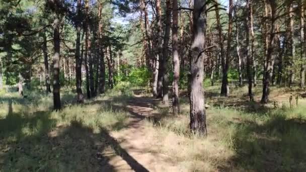 Waldlandschaft Altwald Bäume Gegen Den Himmel Naturlandschaft Sonnenuntergang Wald Sonnenstrahlen — Stockvideo