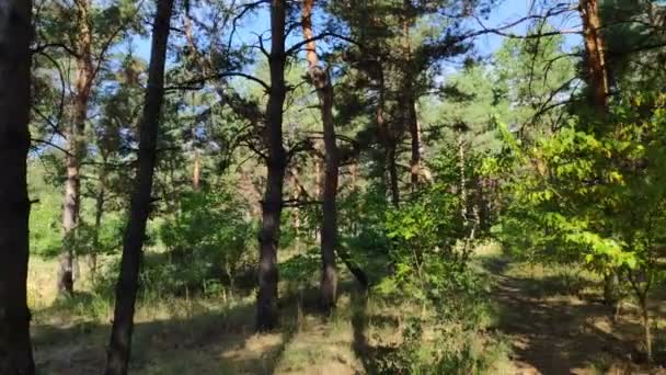 Boslandschap Oud Bos Bomen Tegen Hemel Natuurlijk Landschap Zonsondergang Het — Stockvideo