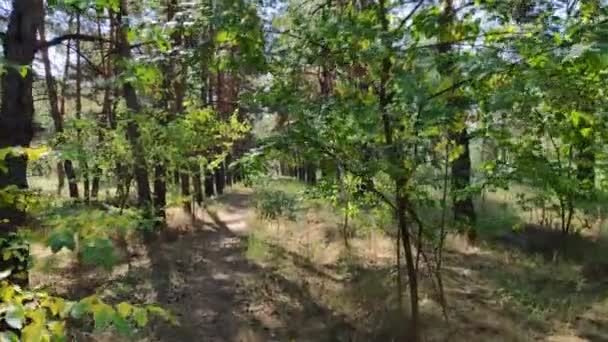 Paisagem Florestal Velha Floresta Árvores Contra Céu Paisagem Natural Amanhecer — Vídeo de Stock