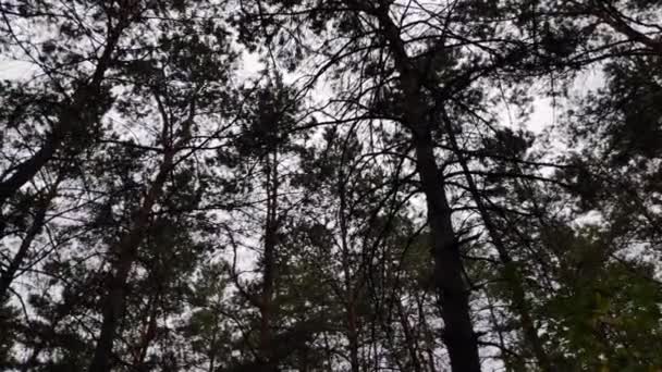 Paisaje Forestal Bosque Viejo Árboles Contra Cielo Paisaje Natural Amanecer — Vídeo de stock