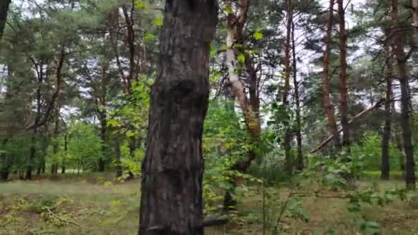 나무들 하늘을 뒤덮고 숲에서 이나무들 사이로 비춘다 나뭇가지 — 비디오