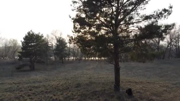 Krajobraz Lasu Stary Las Drzewa Pod Niebem Krajobraz Naturalny Zachodzie — Wideo stockowe