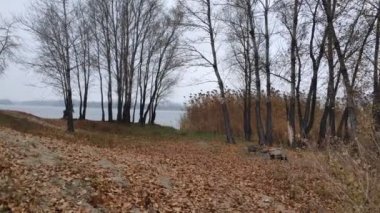 Suyla birlikte kış manzarası. Panorama Gölü 'nün önünde, bulutlu gökyüzünün ve etrafındaki ağaçların ayna etkisi. Sakin su ve ağaçların ve gökyüzünün yansımaları. Saf kuzey doğası..