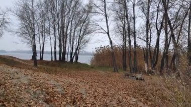 Suyla birlikte kış manzarası. Panorama Gölü 'nün önünde, bulutlu gökyüzünün ve etrafındaki ağaçların ayna etkisi. Sakin su ve ağaçların ve gökyüzünün yansımaları. Saf kuzey doğası..