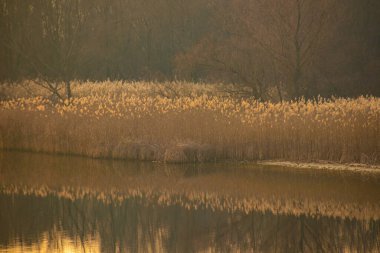 Suyla doğal manzara. Suda gün batımı ve gün doğumu. Güzel nehir. Shore Gölü. Sudaki yansıma. Su akışı. Rezervuarın kıyısında dinlenme.