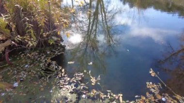 Suyla doğal manzara. Suda gün batımı ve gün doğumu. Güzel nehir. Shore Gölü. Sudaki yansıma. Su akışı. Rezervuarın kıyısında dinlenme.