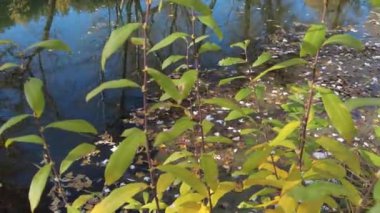 Suyla doğal manzara. Suda gün batımı ve gün doğumu. Güzel nehir. Shore Gölü. Sudaki yansıma. Su akışı. Rezervuarın kıyısında dinlenme.