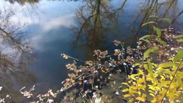 Természetes Táj Vízzel Naplemente Napkelte Vízen Gyönyörű Folyó Lake Shore — Stock videók