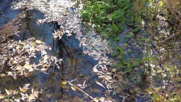 Природний Ландшафт Водою Захід Сонця Схід Сонця Воді Прекрасна Річка — стокове відео