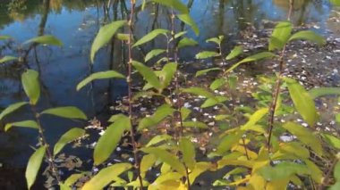 Suyla doğal manzara. Suda gün batımı ve gün doğumu. Güzel nehir. Shore Gölü. Sudaki yansıma. Su akışı. Rezervuarın kıyısında dinlenme.