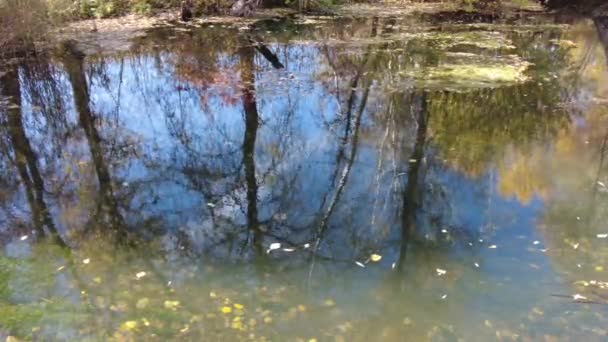 Természetes Táj Vízzel Naplemente Napkelte Vízen Gyönyörű Folyó Lake Shore — Stock videók