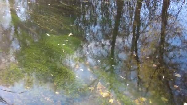 水と自然の風景 海に沈む夕日と日の出 美しい川だ ショア湖だ 水の中の反射だ 水の流れだ 貯水池の岸でのレクリエーションは — ストック動画