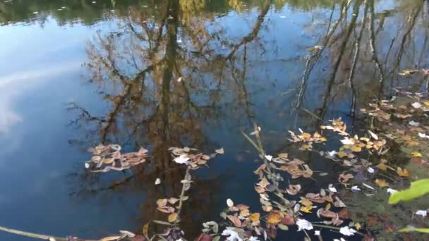 Natuurlijk Landschap Met Water Zonsondergang Zonsopgang Het Water Een Prachtige — Stockvideo