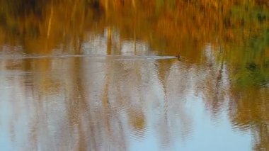 Suyla doğal manzara. Suda gün batımı ve gün doğumu. Güzel nehir. Shore Gölü. Sudaki yansıma. Su akışı. Rezervuarın kıyısında dinlenme.