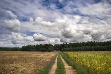 Yollu manzara. Uzağa giden bir yol. Dönüş yolu.