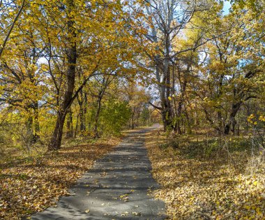 Yollu manzara. Uzağa giden bir yol. Dönüş yolu.