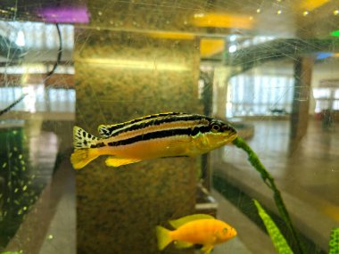 Nehirde balık tutmak. Elinde olta olan bir balıkçı. Yakalayın. Olta kamışı tekeri yakın çekim, gün doğumuyla balık tutma. Elinde olta ve kova olan küçük bir kız balık tutmaya geldi ve gölete baktı..