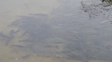 Nehirde balık tutmak. Elinde olta olan bir balıkçı. Yakalayın. Olta kamışı tekeri yakın çekim, gün doğumuyla balık tutma. Elinde olta ve kova olan küçük bir kız balık tutmaya geldi ve gölete baktı..