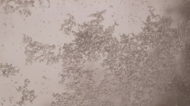 Schnee Schmilzt Auf Glas Schneeflocken Auf Der Scheibe Eines Autos — Stockvideo