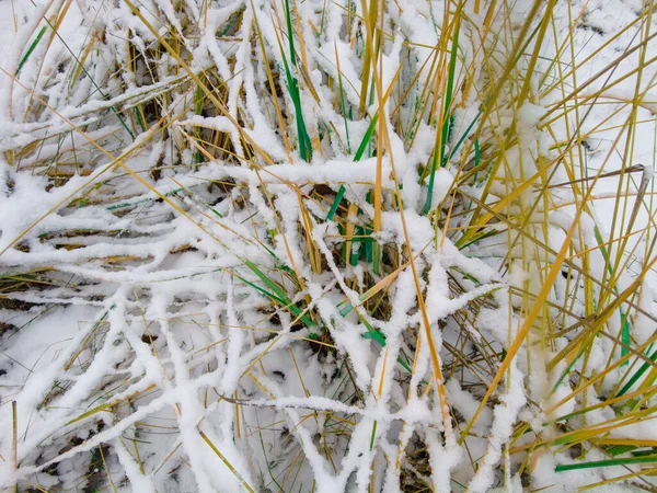 雪の下の草 緑の草と白い雪 自然の中で雪の下の緑の草 雪の下の植物の枝 自然背景 マクロ画像 — ストック写真