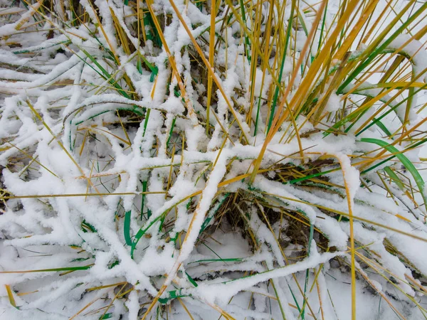Трава Снегом Зеленая Трава Белый Снег Зеленая Трава Снегом Натуральную — стоковое фото