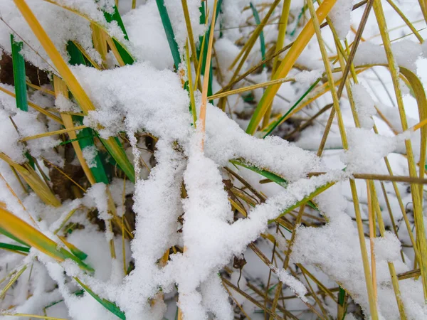 雪下的草 绿草白雪 在大自然的雪下 青草在雪下 植物分枝 自然背景 宏观形象 — 图库照片