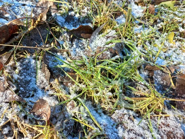 雪の下の草 緑の草と白い雪 自然の中で雪の下の緑の草 雪の下の植物の枝 自然背景 マクロ画像 — ストック写真