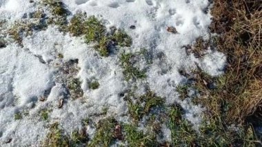 Karların altındaki çimenler. Yeşil çimenler ve beyaz kar. Karların altında yeşil çimenler. Karların altında bitki dalı, doğal arka plan, makro görüntü.