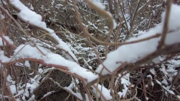 雪の下の草 緑の草と白い雪 自然の中で雪の下の緑の草 雪の下の植物の枝 自然背景 マクロ画像 — ストック動画