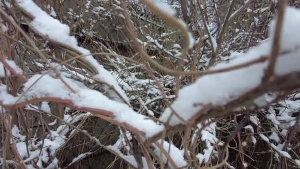 Grama Sob Neve Grama Verde Neve Branca Grama Verde Sob — Vídeo de Stock