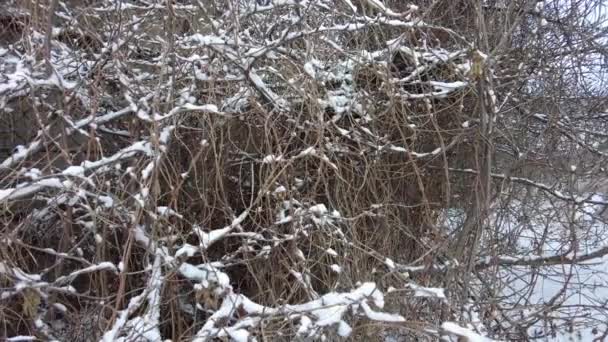 雪の下の草 緑の草と白い雪 自然の中で雪の下の緑の草 雪の下の植物の枝 自然背景 マクロ画像 — ストック動画