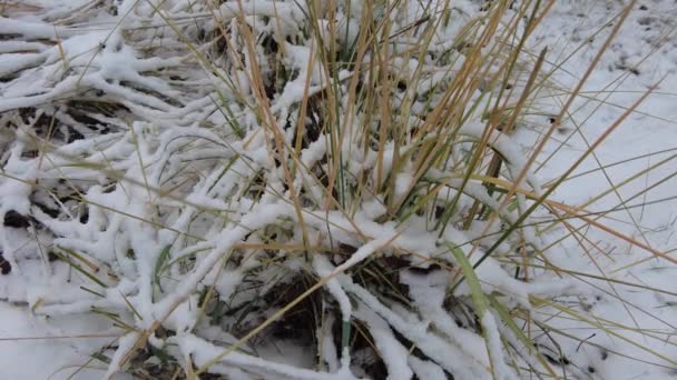Rumput Bawah Salju Rumput Hijau Dan Salju Putih Rumput Hijau — Stok Video