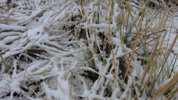 Χόρτο Κάτω Από Χιόνι Πράσινο Γρασίδι Και Λευκό Χιόνι Πράσινο — Αρχείο Βίντεο