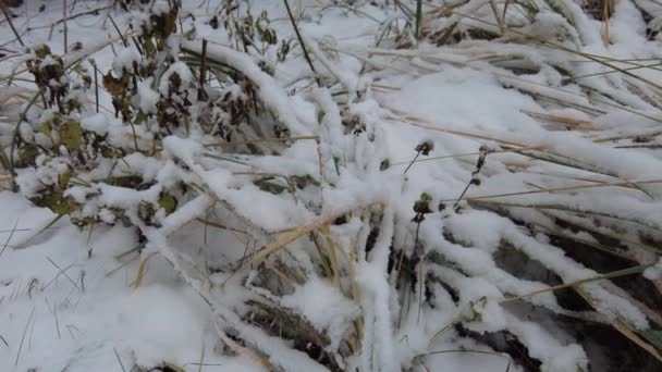 Hierba Bajo Nieve Hierba Verde Nieve Blanca Hierba Verde Bajo — Vídeos de Stock