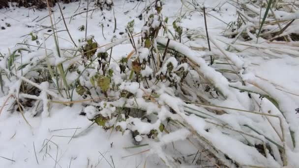 Trawa Pod Śniegiem Zielona Trawa Biały Śnieg Zielona Trawa Pod — Wideo stockowe