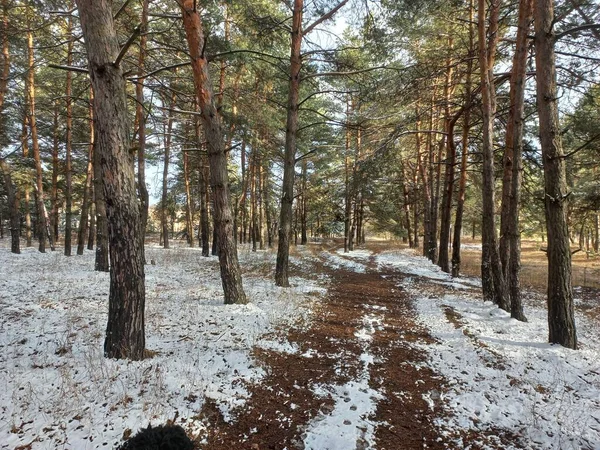 Дорога Зимнем Лесу Зимняя Дорога Лес Соснами Пустые Дороги Покрытые — стоковое фото