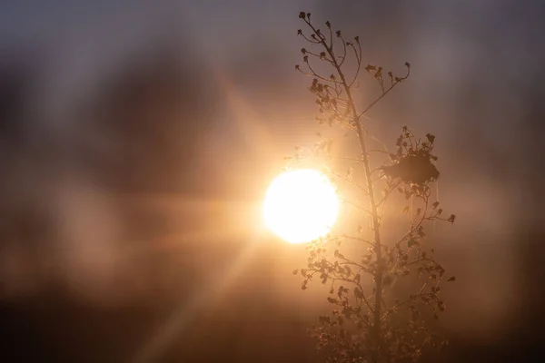 Tráva Slunci Tráva Slunci Makro Šmouhou Západ Slunce Tráva Teplé — Stock fotografie