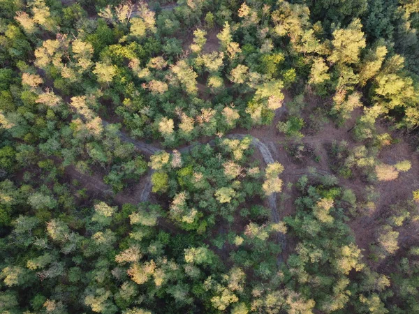 Vista Superior Floresta Paisagem Drone Ucrânia Bela Paisagem Cima — Fotografia de Stock