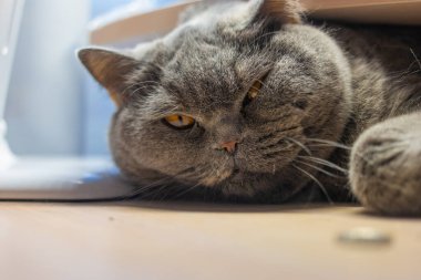 Gri kedi uyuyor. İngiliz kedisi kedi ağızlığı üretiyor. Büyük kedi gözleri. Tembel İngiliz kısa saç kedisi kanepede uyuyor..