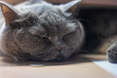 Gri kedi uyuyor. İngiliz kedisi kedi ağızlığı üretiyor. Büyük kedi gözleri. Tembel İngiliz kısa saç kedisi kanepede uyuyor..
