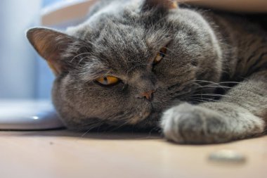 Gri kedi uyuyor. İngiliz kedisi kedi ağızlığı üretiyor. Büyük kedi gözleri. Tembel İngiliz kısa saç kedisi kanepede uyuyor..